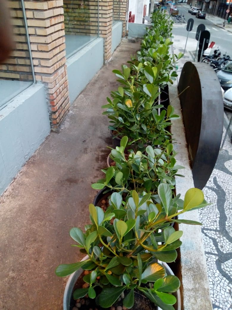 Revitalização 10